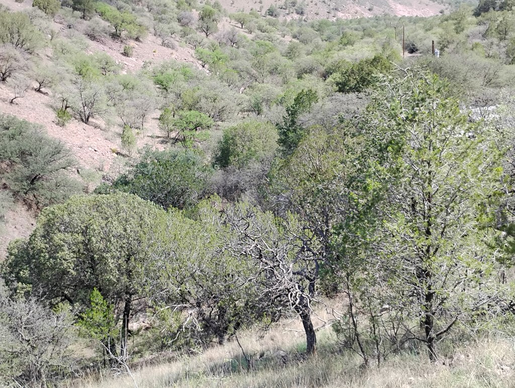 112 Gun Club, Fort Davis, Texas image 17