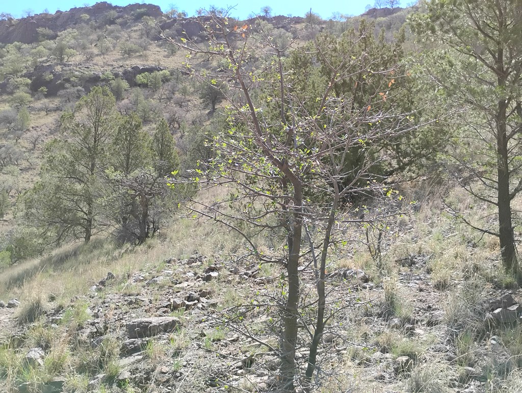 112 Gun Club, Fort Davis, Texas image 14