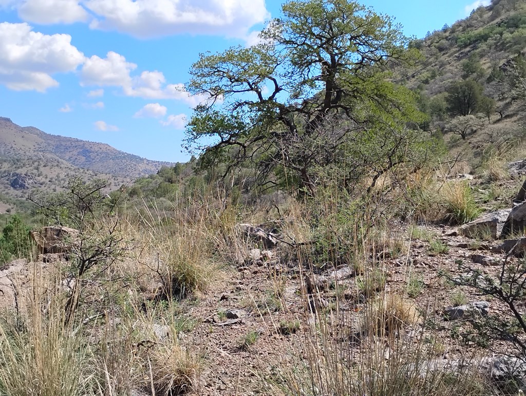 112 Gun Club, Fort Davis, Texas image 3