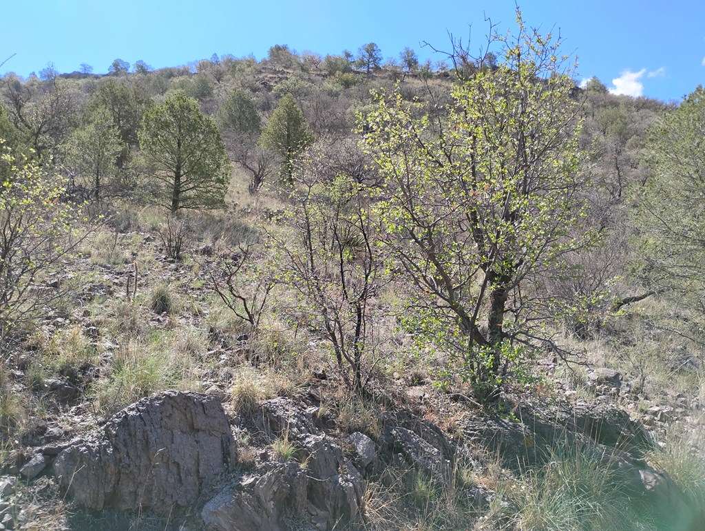 112 Gun Club, Fort Davis, Texas image 8