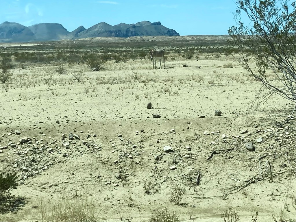 Tony Hess Rd, Alpine, Texas image 3