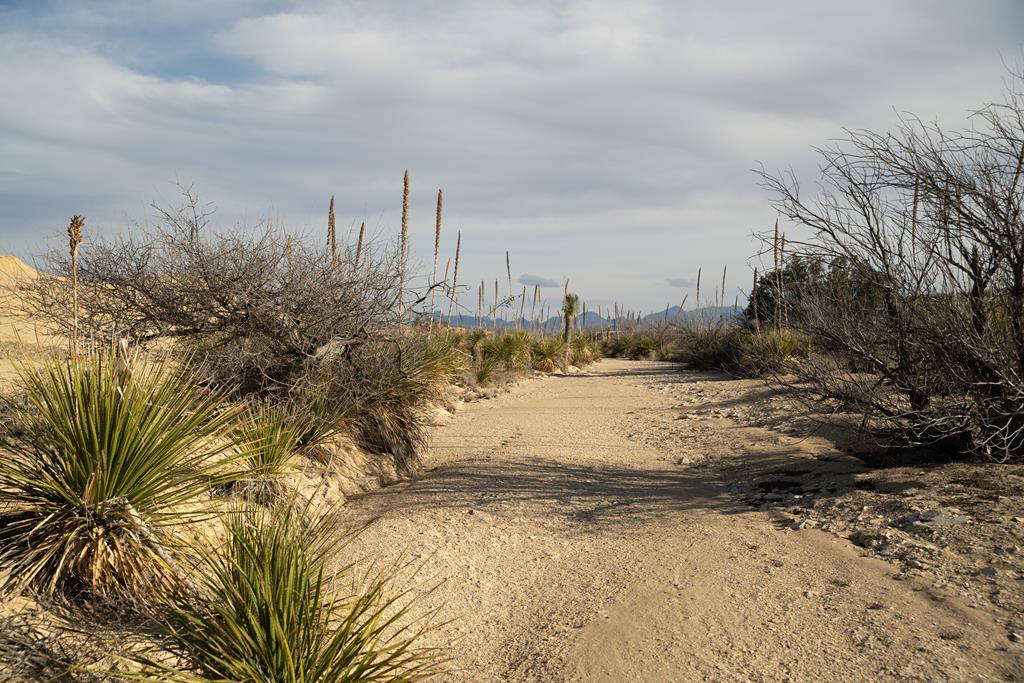 Tony Hess Rd, Alpine, Texas image 13