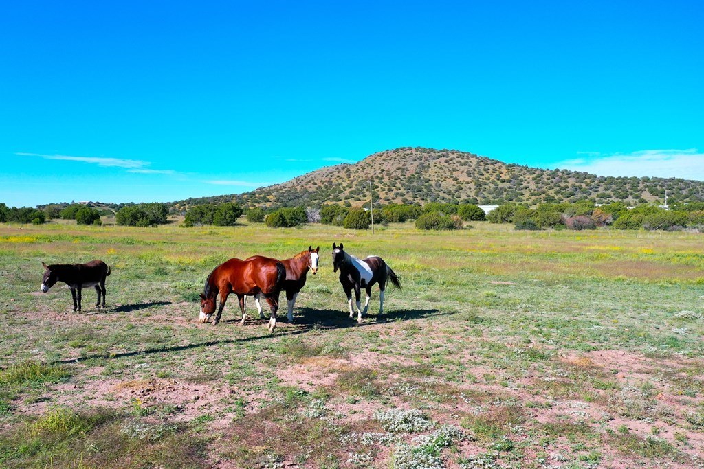 906 Mile High Rd, Alpine, Texas image 4