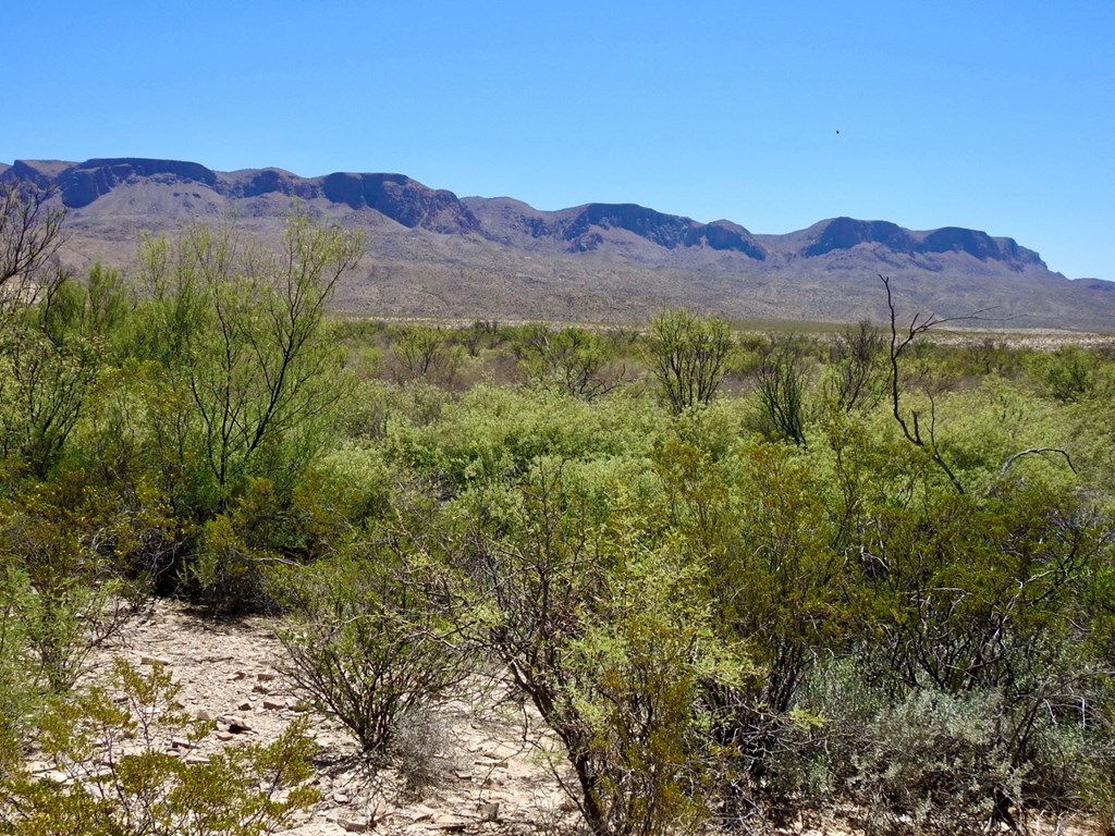 4803 Rattlesnake Rd, Terlingua, Texas image 10