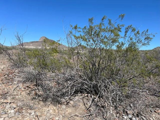 21553 Black Peak, Terlingua, Texas image 7