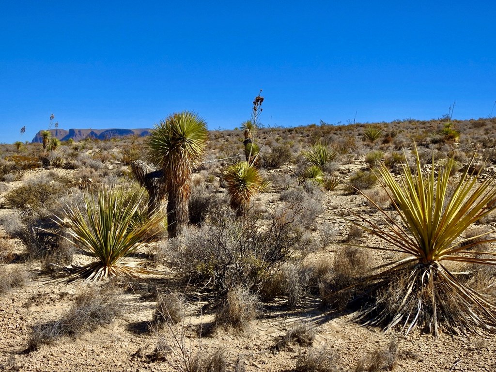 TR 4848 E Spanish Sky Rd, Terlingua, Texas image 6