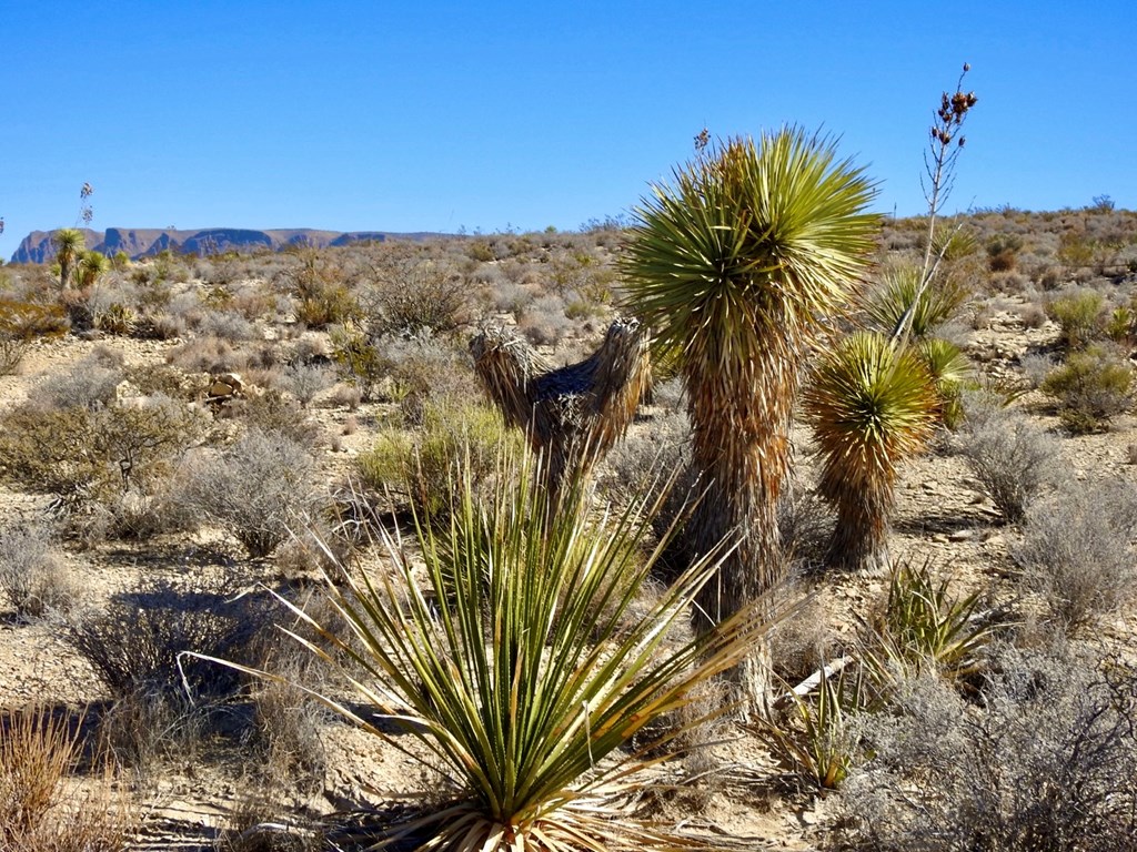 TR 4848 E Spanish Sky Rd, Terlingua, Texas image 5