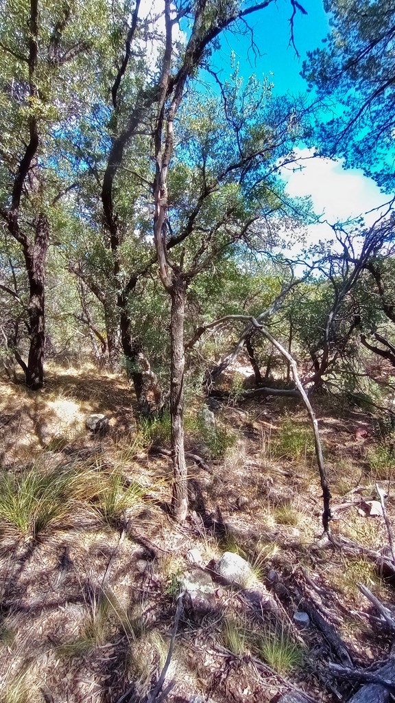 311 Colleen Canyon Trail, Fort Davis, Texas image 13