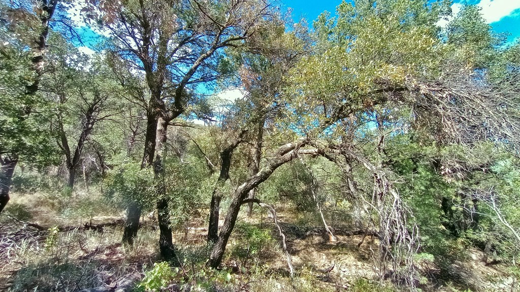 311 Colleen Canyon Trail, Fort Davis, Texas image 10