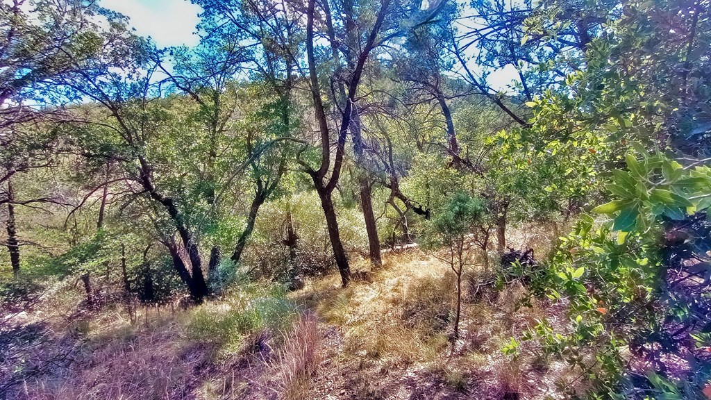 311 Colleen Canyon Trail, Fort Davis, Texas image 3