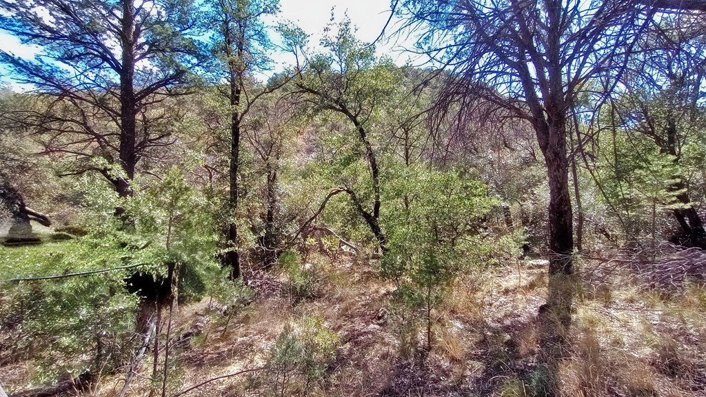 311 Colleen Canyon Trail, Fort Davis, Texas image 5