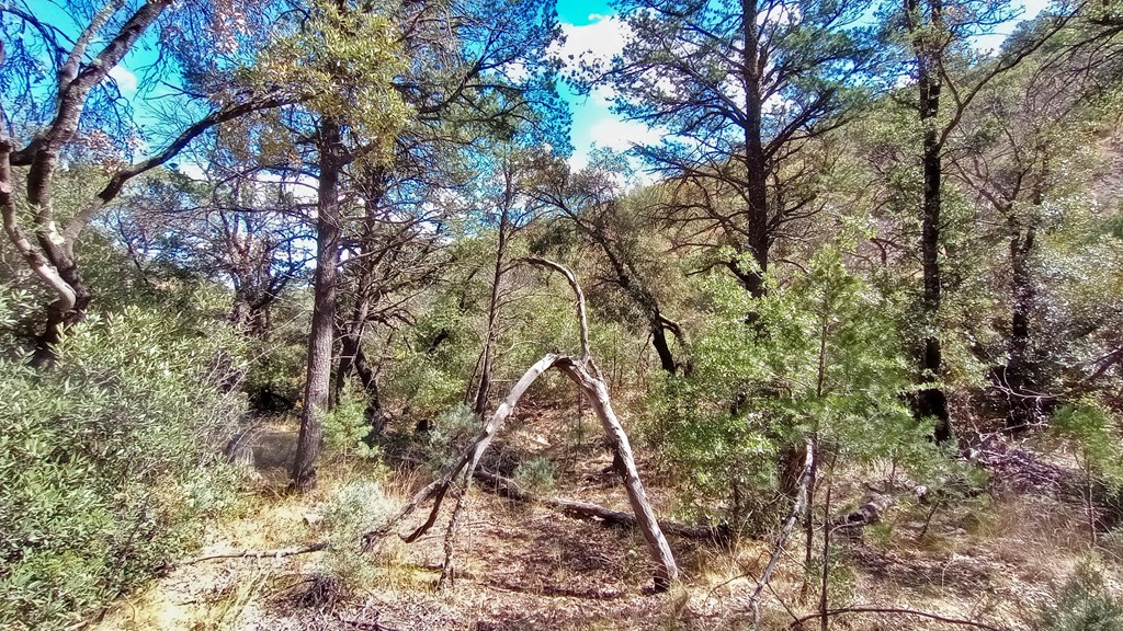 311 Colleen Canyon Trail, Fort Davis, Texas image 6