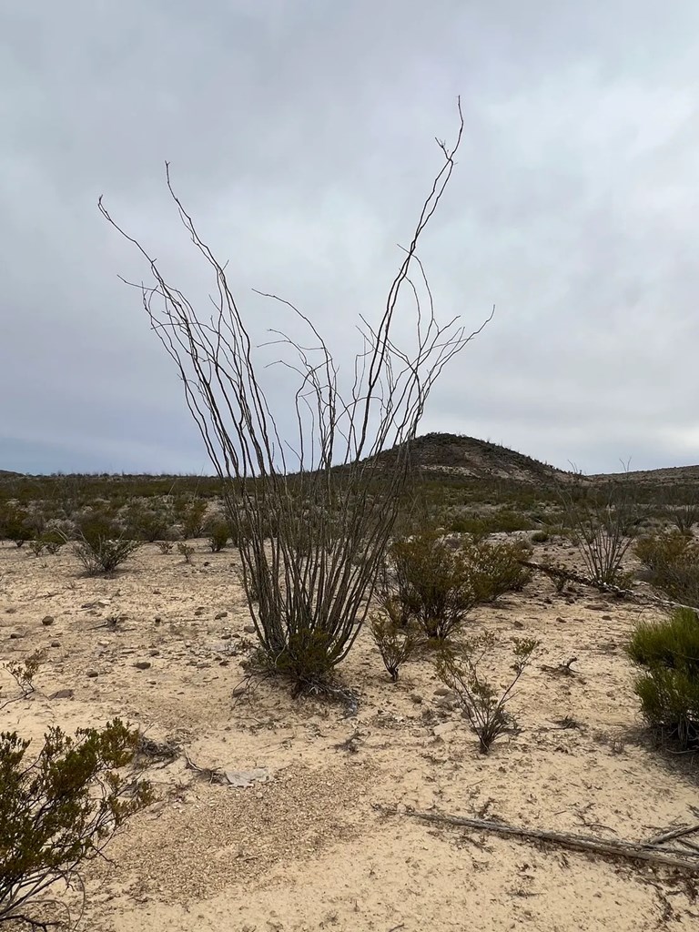 26600 Tanque Tierra, Terlingua, Texas image 7