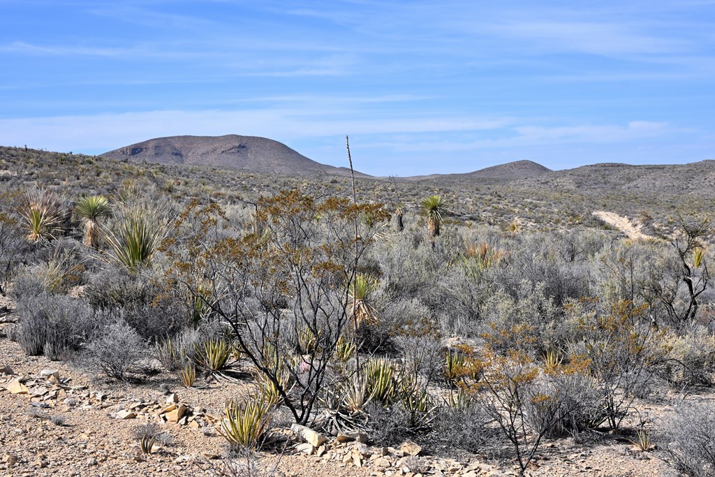 3066A Trammell Road, Terlingua, Texas image 15