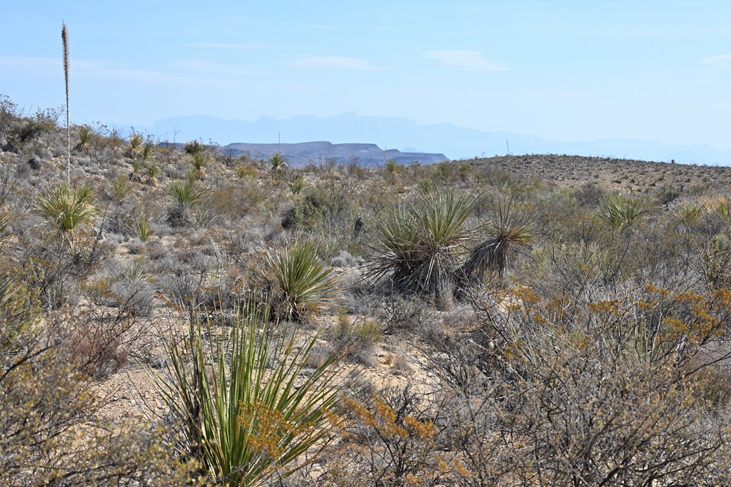 3066A Trammell Road, Terlingua, Texas image 7