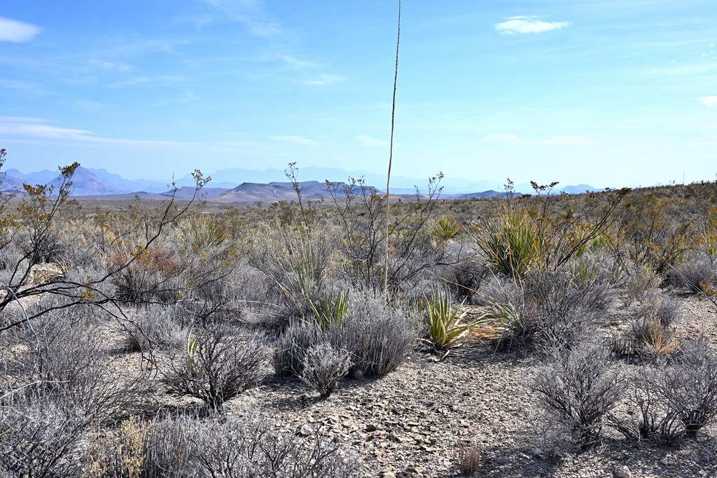 3066A Trammell Road, Terlingua, Texas image 16