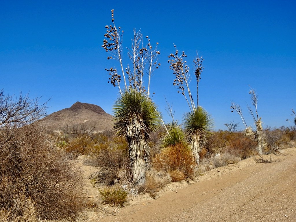 694 Antonio Road, Terlingua, Texas image 5
