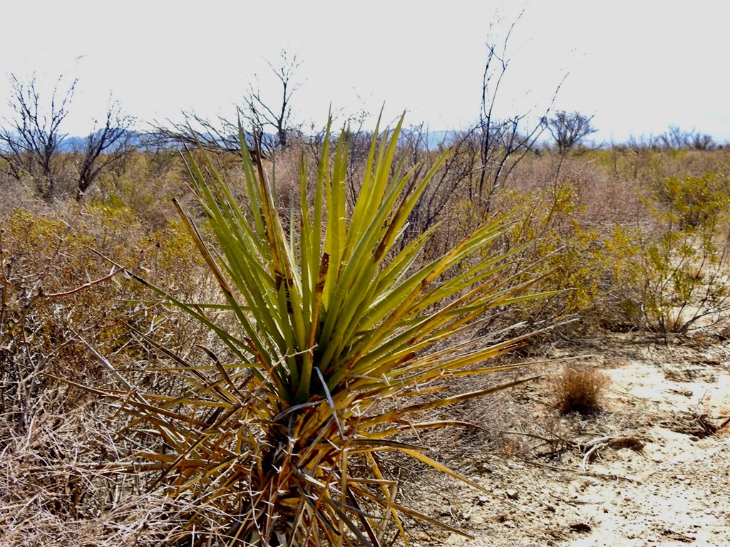 694 Antonio Road, Terlingua, Texas image 9