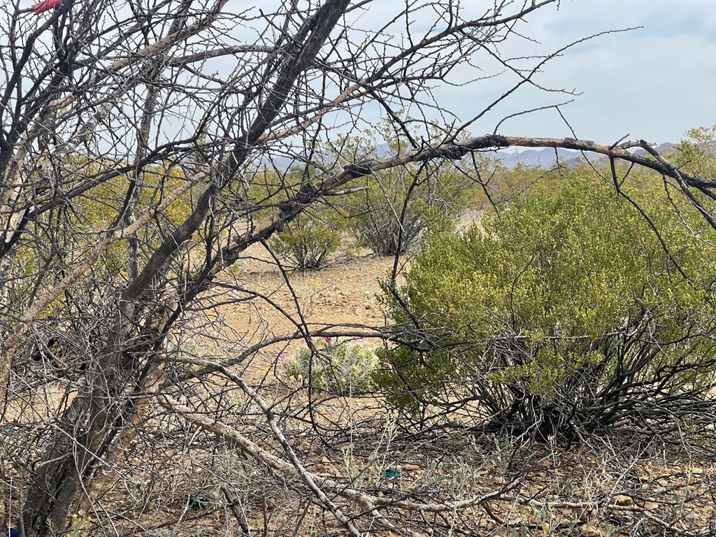 TR 4749 Private Rd, Terlingua, Texas image 19