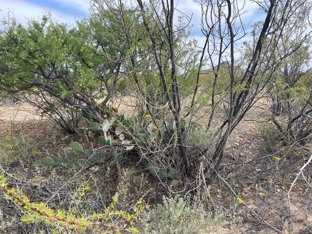 TR 4749 Private Rd, Terlingua, Texas image 21