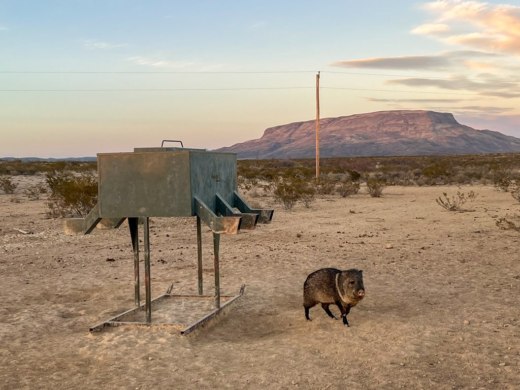 49229 State Hwy 118 S, Alpine, Texas image 18