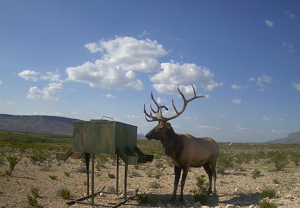 49229 State Hwy 118 S, Alpine, Texas image 13