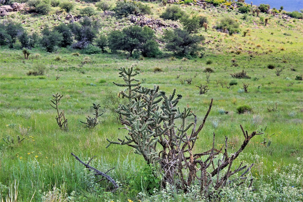 Blue Mountain Trail, Fort Davis, Texas image 2