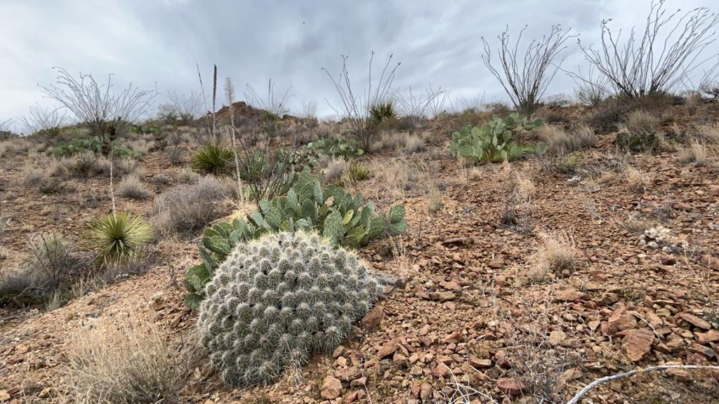 1307 Lake Ament Rd, Terlingua, Texas image 23