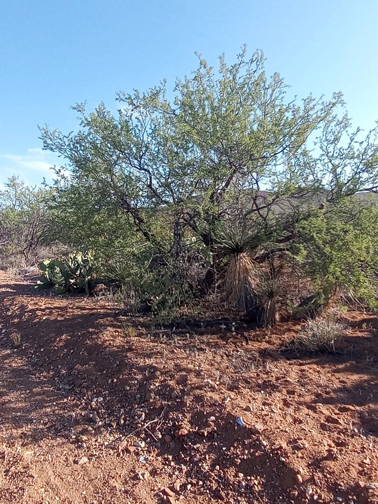 TBD Little Yisrael Lane, Terlingua, Texas image 4