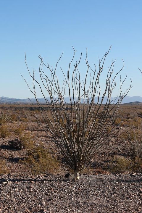 Vacant Land For Sale - 29547 County Rd 169<br/> Presidio, TX 79845