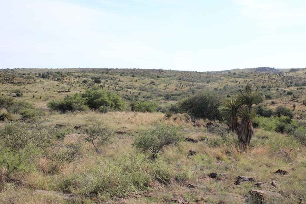 Tract 39 Sierra La Rana, Alpine, Texas image 8