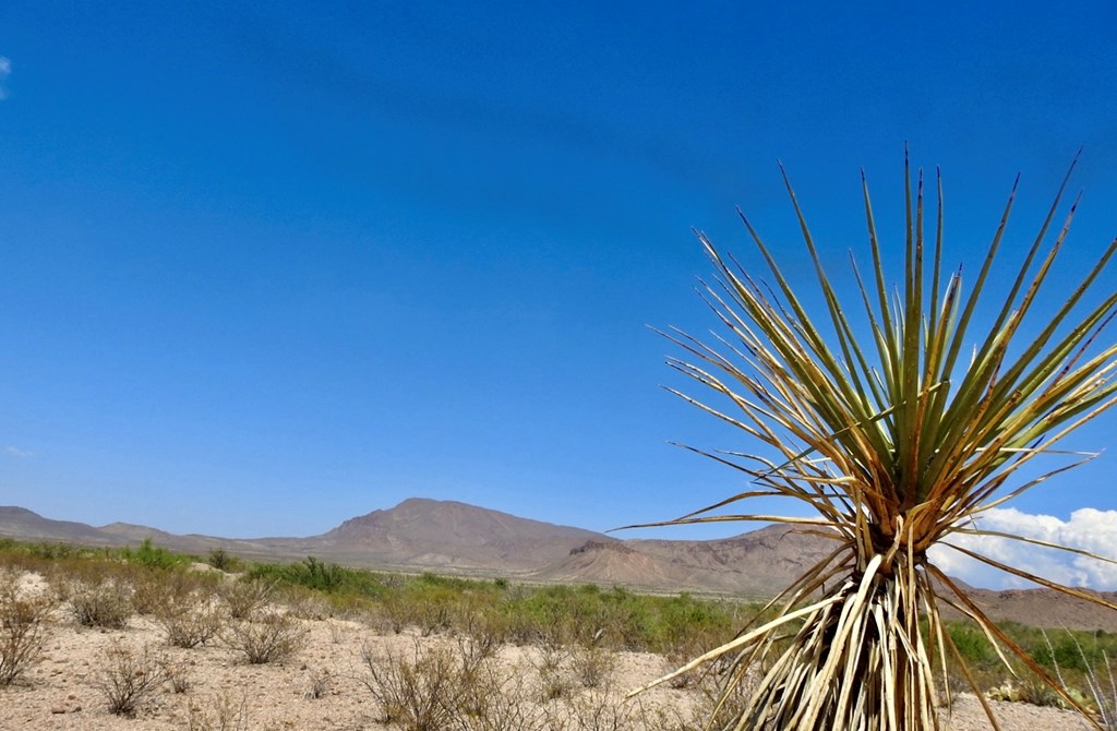 3615 Marathon, Terlingua, Pennsylvania image 12