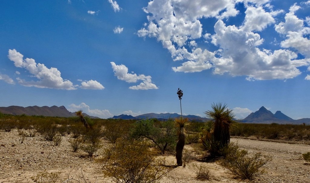 3615 Marathon, Terlingua, Pennsylvania image 11