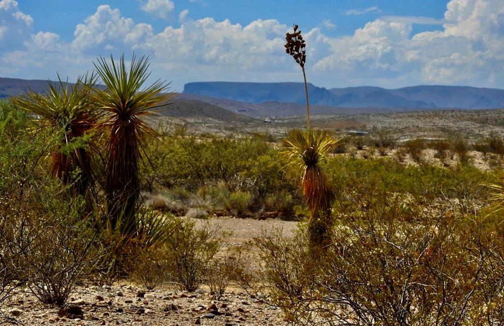 3615 Marathon, Terlingua, Pennsylvania image 1