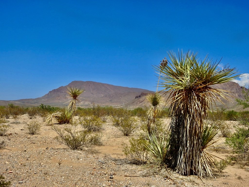3615 Marathon, Terlingua, Pennsylvania image 14