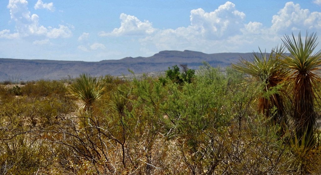 3615 Marathon, Terlingua, Pennsylvania image 6