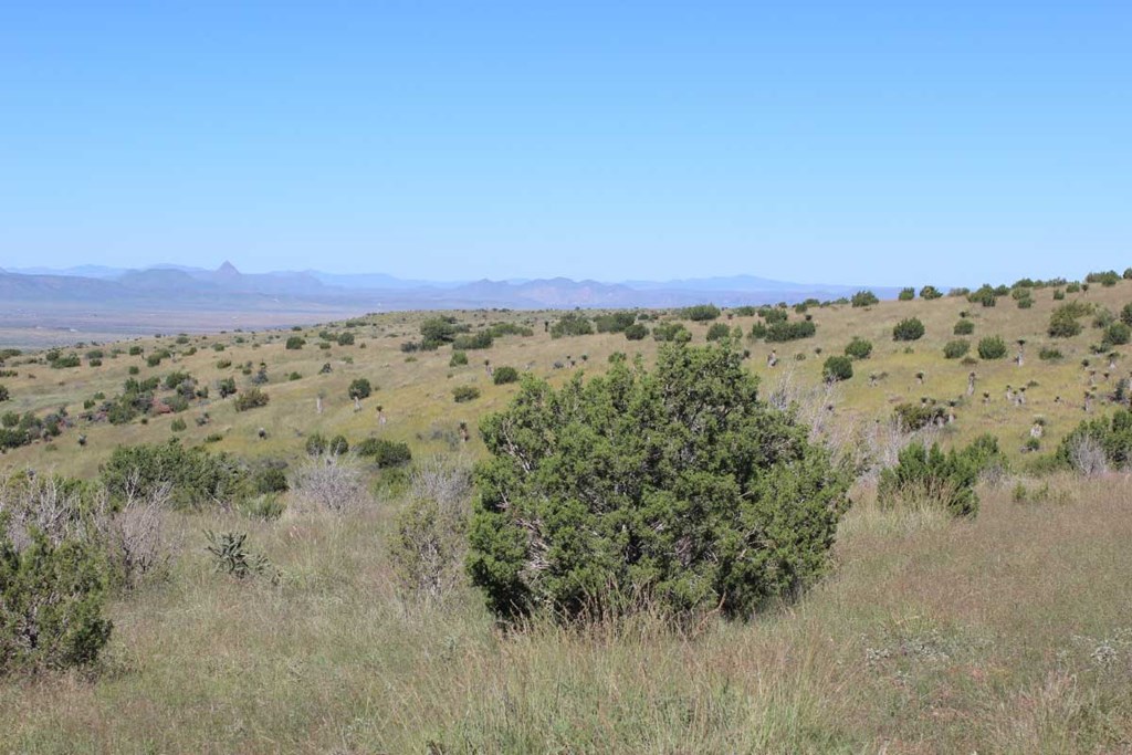Tract 56 Sierra La Rana, Alpine, Texas image 7