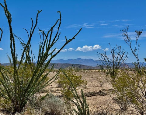 Vacant Land For Sale - 2294-A Saltgrass St<br/> Terlingua, TX 79852