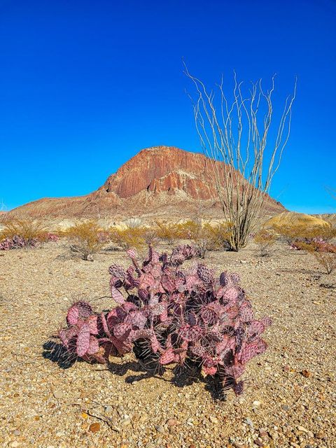 Vacant Land For Sale - 53396 State Hwy 118 S<br/> Brewster County, Terlingua, TX 79852