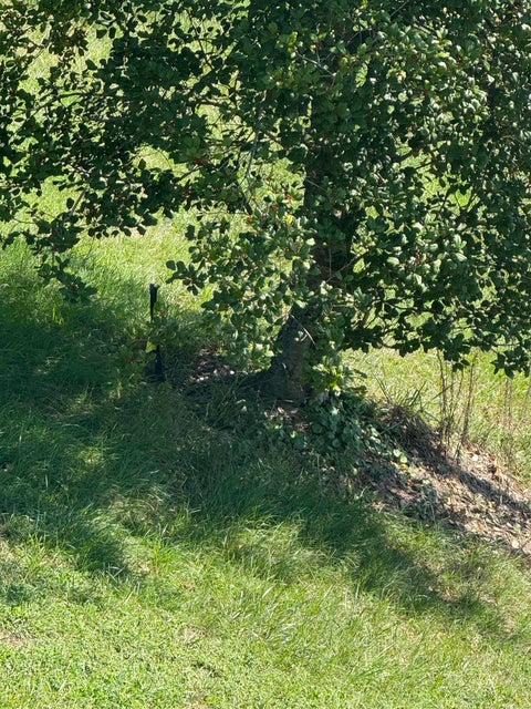 Tiny photo for 262 Mt Pleasant Road, Louisa, KY 41230 (MLS # 60745)