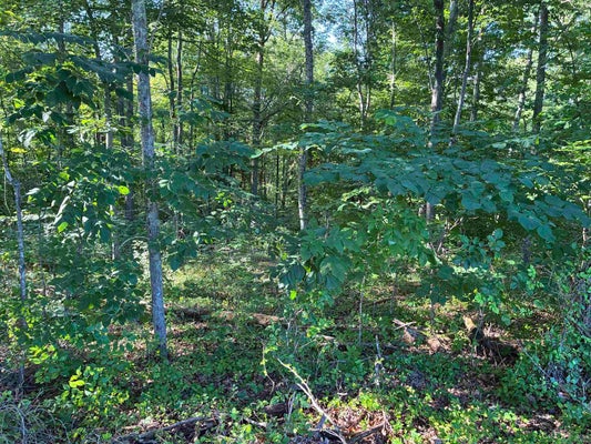 312 VAUGHN RD, LOUISA, KY 41230 - Image 44cd1beb58e2e03d3eeb5f82b8217d57/955718510