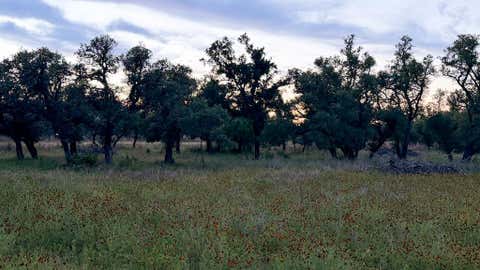 Photo of Lot #9 Slate Rock Rd, Willow City, TX 78675 (MLS # 104657)