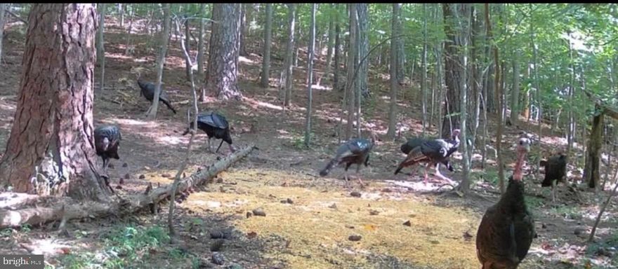 Nestled on 7.76 acres of picturesque land, this property offers the perfect balance of privacy, tranquility, and convenience. Surrounded by protected forests, the property provides a peaceful retreat ideal for outdoor enthusiasts. Enjoy hunting, ATV riding, and hiking with easy access to nearby land trust trails. The large white oaks add timeless beauty to the landscape, enhancing the natural charm of the property. With not many neighbors around, you can relish in a quiet, serene environment while still being minutes away from local shopping, dining, the movies, and a gym for added convenience. Commuters will appreciate the easy access to Route 4, making the trip to Washington, D.C. simple and efficient. Whether you're looking for a peaceful sanctuary, space to enjoy the outdoors, or a property with easy access to amenities, this land offers it all.