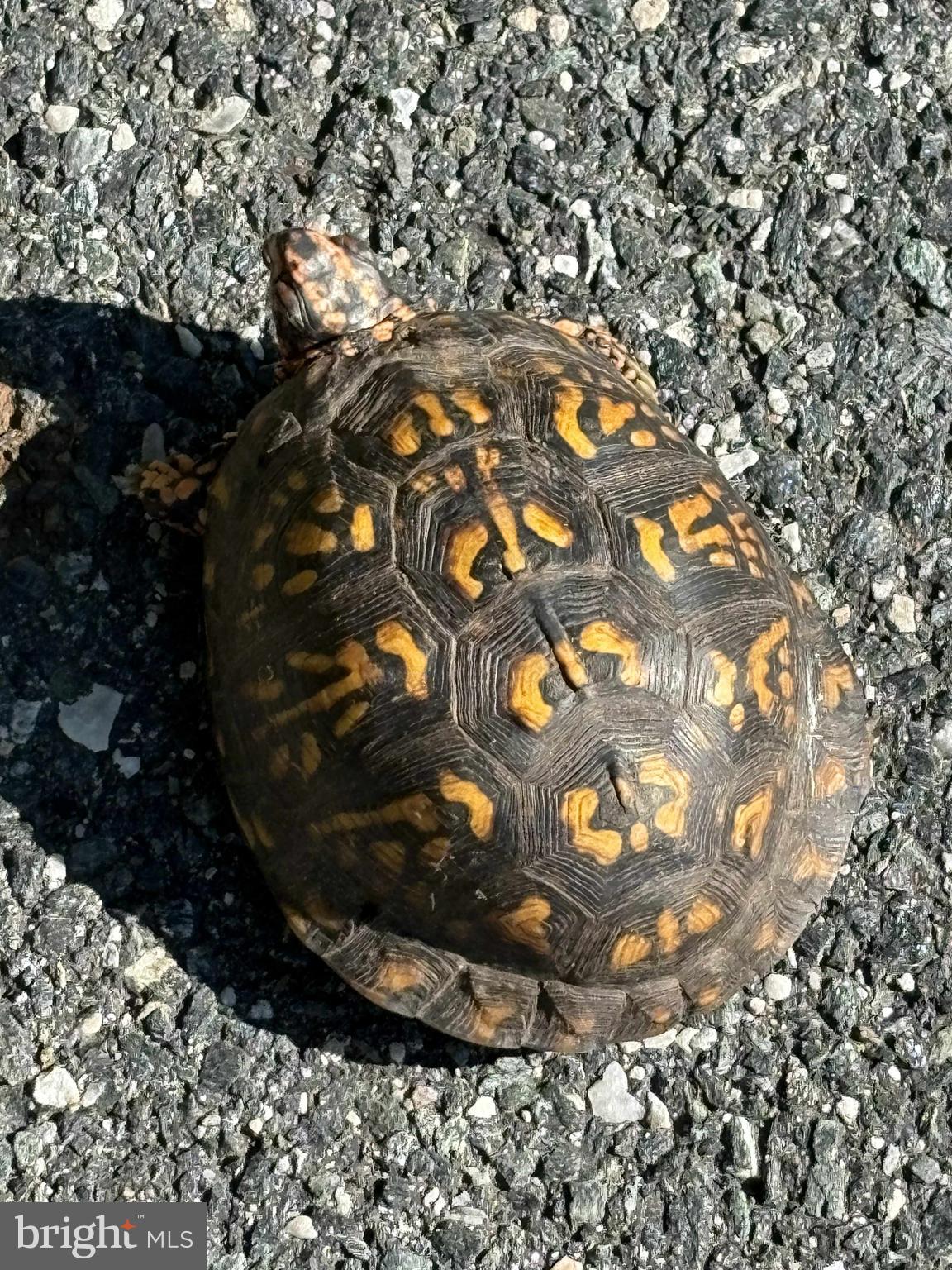 WILDWOOD BEACH - Residential