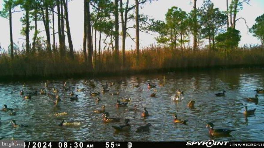 Attention Hunters and Outdoor Enthusiasts!

Don’t miss this incredible opportunity to own a 5-acre property tailored for premier hunting adventures! Situated in the heart of Sika deer country, this gem is surrounded by unspoiled marshland and the renowned Blackwater Wildlife Refuge, offering an unparalleled hunting and nature experience.

Key Features:

Prime Hunting Terrain: The property includes areas of high ground, providing excellent vantage points for tracking Sika deer, while the surrounding marshland offers an ideal habitat for these elusive animals.
Waterfowl Haven: A large pond on-site attracts ducks, making this an exceptional spot for waterfowl hunting.
Modern Conveniences:
200 AMP electric service.
Insulated Cabin with electric service and new storage shed.
Electric service to the pond for an ice eater.
New parking pad.
Ready for Expansion: The property includes a recorded site plan with a septic system and well. 
Bring your RV or build the hunting cabin of your dreams!
Connectivity and Access: High-speed fiber optic internet is available, and there is excellent cell phone coverage across the property.
Beyond its functionality, this property boasts breathtaking views of the marshes and the surrounding Blackwater Wildlife Refuge, blending natural beauty with utility.

Located just 10 minutes from Cambridge, this is your chance to own a piece of hunting paradise. Schedule your showing today and experience the unmatched allure of this Sika deer haven firsthand!