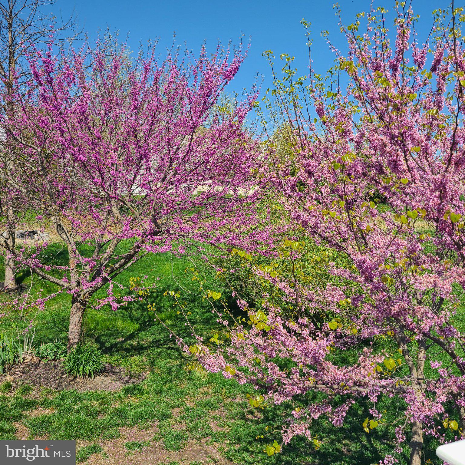 FOUR SEASONS AT SILVER MAPLE - Residential