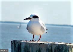 CANVASBACK COVE - Residential Lease