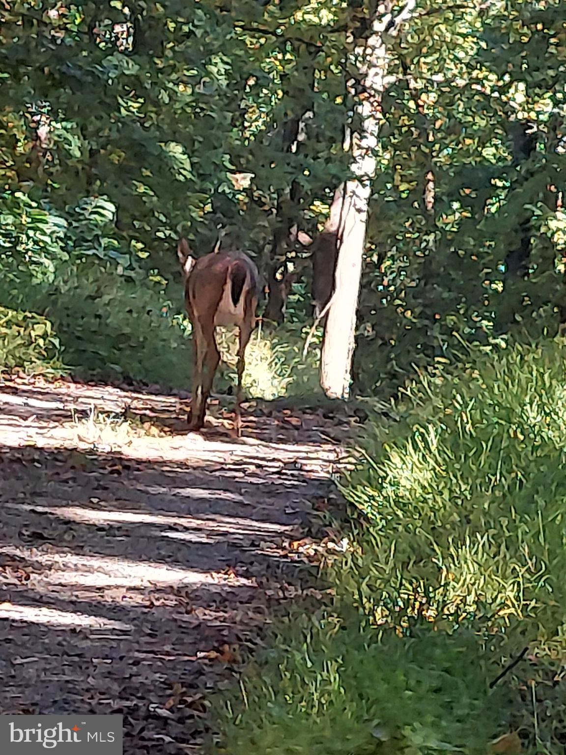 SHEN FARMS MT LAKE - Residential Lease