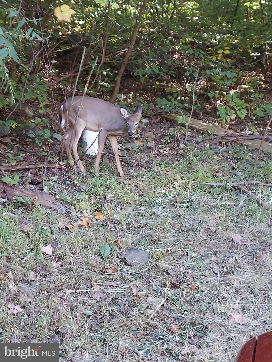 SHEN FARMS MT LAKE - Residential Lease