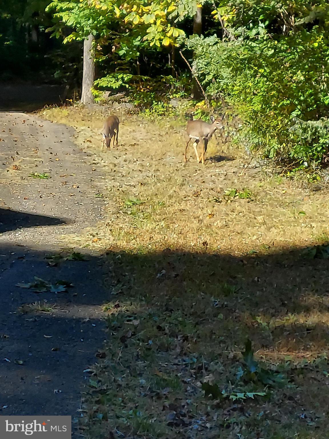 SHEN FARMS MT LAKE - Residential Lease